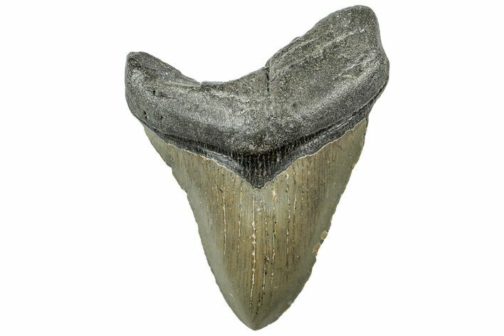 Bargain, Fossil Megalodon Tooth - North Carolina #308241